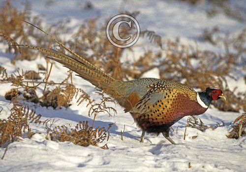 Cock Pheasant in the Snow 5